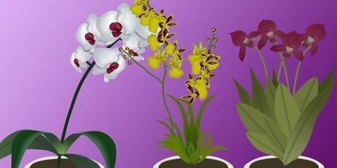 Orchidee in crescita