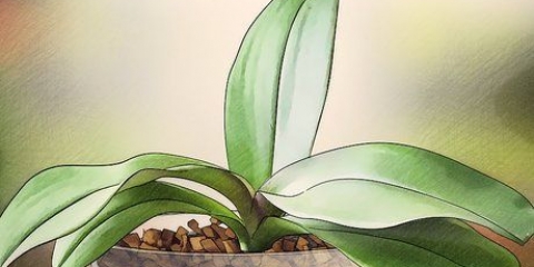 Far sbocciare le orchidee