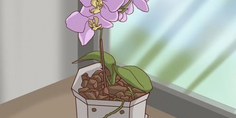 Trapianto di orchidee