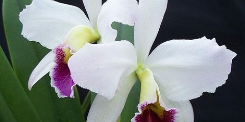 Prendersi cura delle orchidee