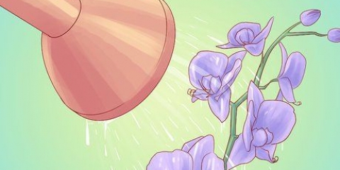 Innaffiare le orchidee