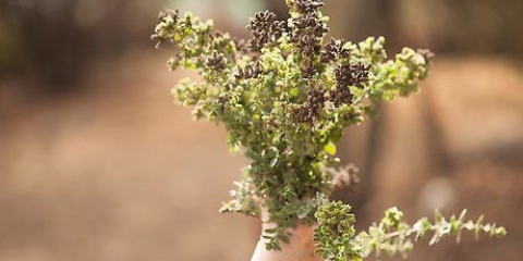 Origano essiccato