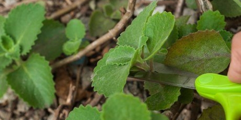 Utilizzando foglie di origano per fare una medicina per la tosse