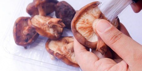 Funghi essiccati