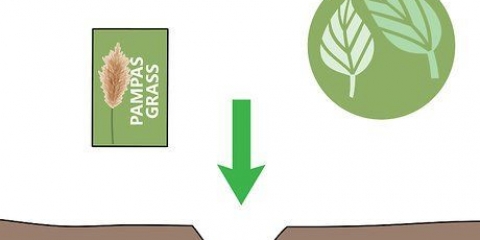Erba di pampa in crescita