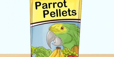 Nutrire i pappagalli