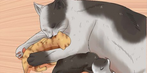 Regalare gattini appena nati