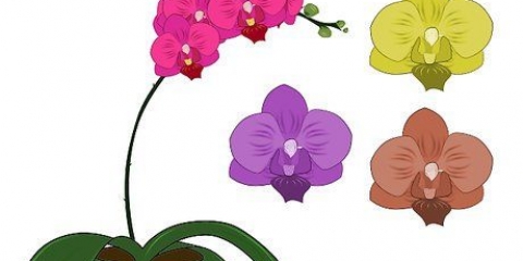 Cura delle orchidee phalenopsis (orchidee a farfalla)