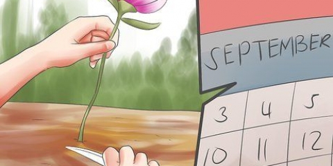 Condivisione e trapianto di peonie