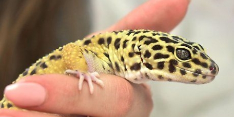Divertiti con il tuo geco pantera