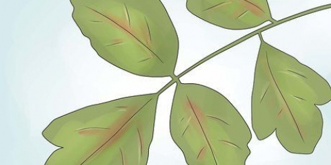 Quercia velenosa disinnescata