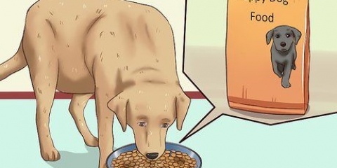 Cuccioli di svezzamento
