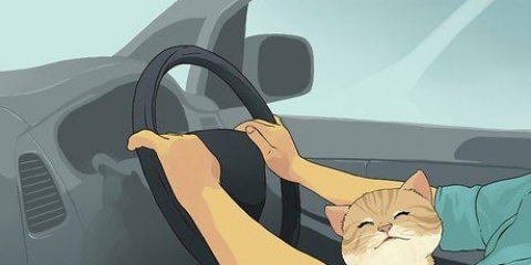 In viaggio con un gatto
