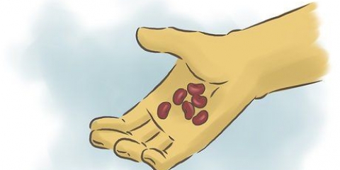 Coltivazione di fagioli rossi
