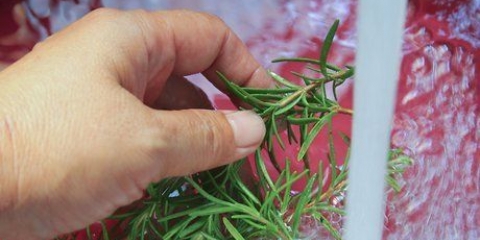 Fare l'olio di rosmarino