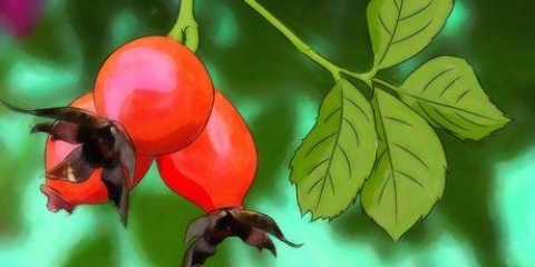 Rose in crescita dal seme