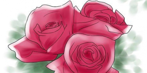 Rose in crescita