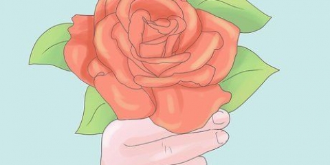 Piantare rose