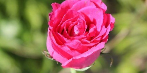Essiccare i petali di rosa