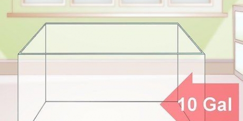 Prendersi cura delle salamandre