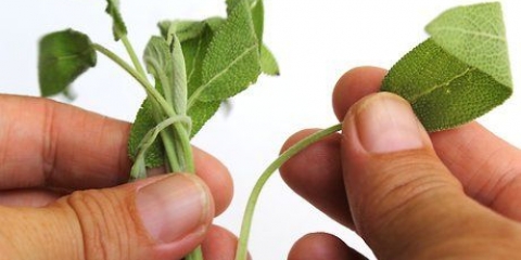 Salvia essiccante