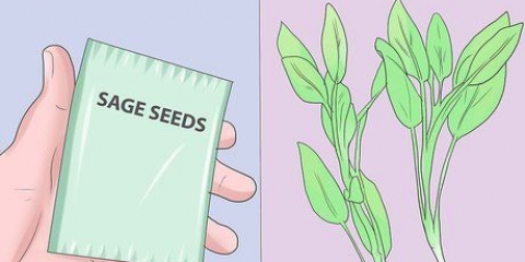 Salvia crescente