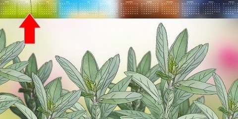 Salvia da potatura