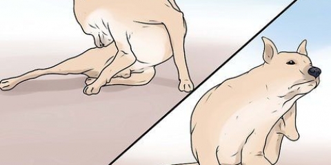 Riconoscere la rogna nei cani