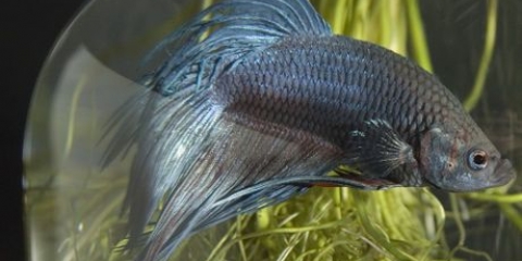 Allevamento di pesci combattenti siamesi