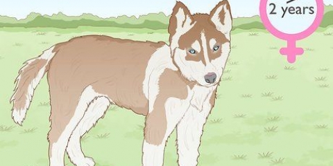 Allevamento di siberian husky
