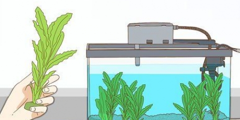Giocando con il tuo pesce combattente siamese