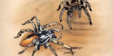 Tenere i ragni come animali domestici