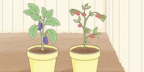 Sradica gli acari in modo biologicamente responsabile