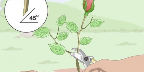 Prendere talee dalle rose