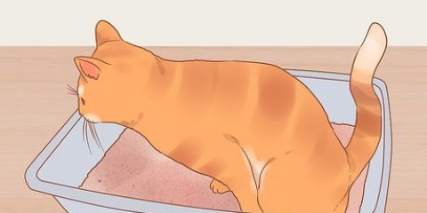 Ridurre lo stress nei gatti