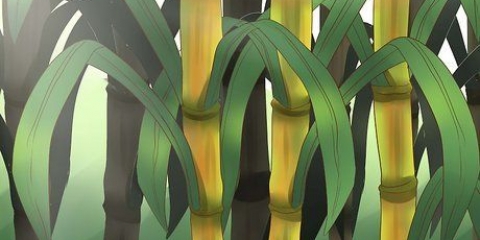 Piantare la canna da zucchero