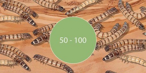 Allevamento di super vermi