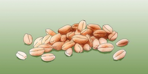 Coltivazione di erba di grano