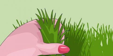 Premendo wheatgrass