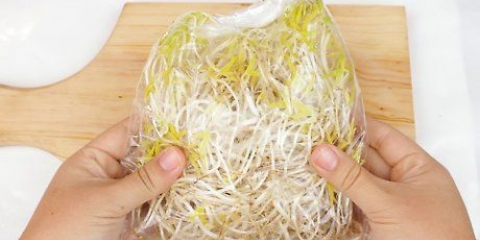 Preparare i germogli di soia