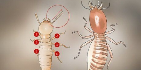 Identificazione delle larve di termiti