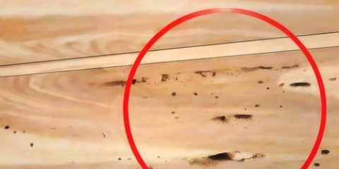 Riconoscere il danno da termite