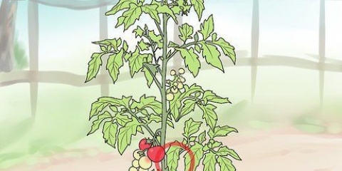 Potatura dei pomodori da cortile