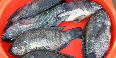 Tilapia alla griglia