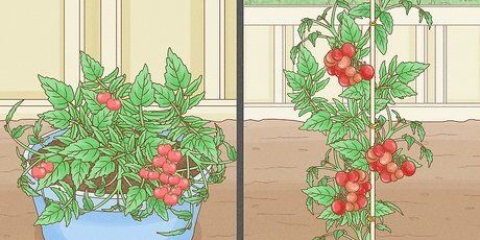 Coltivare pomodori al chiuso