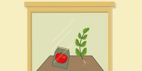 Pomodori in crescita in vaso