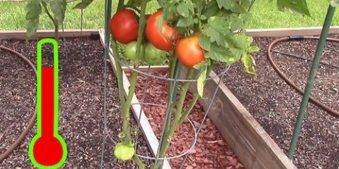 Coltivare pomodori in serra