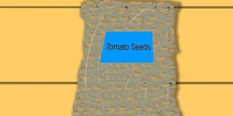 Pomodori in crescita da seme