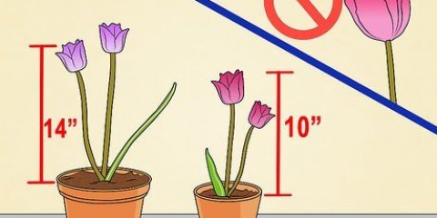 Coltivare i tulipani in vaso