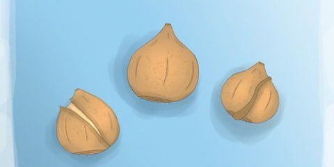 Piantare bulbi di tulipano